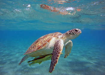 Dalyan Caretta Caretta Tour