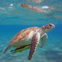 Dalyan Caretta Caretta Tour