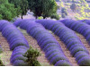 Isparta Lavender Fields & Photography Tour