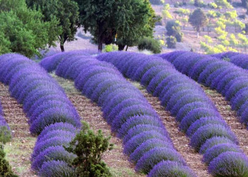 Isparta Lavender Fields & Photography Tour