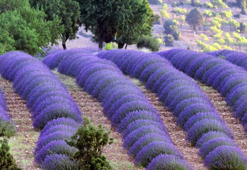 Isparta Lavender Fields & Photography Tour