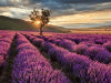 Isparta Lavender Fields & Photography Tour