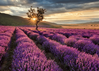 Isparta Lavender Fields & Photography Tour