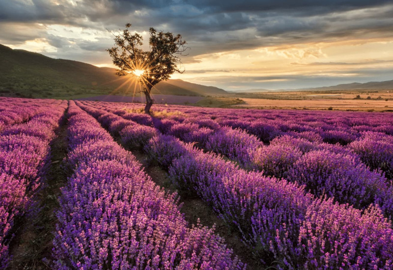 Isparta Lavender Fields & Photography Tour