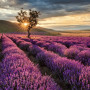 Isparta Lavender Fields & Photography Tour