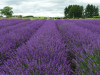 Isparta Lavender Fields & Photography Tour