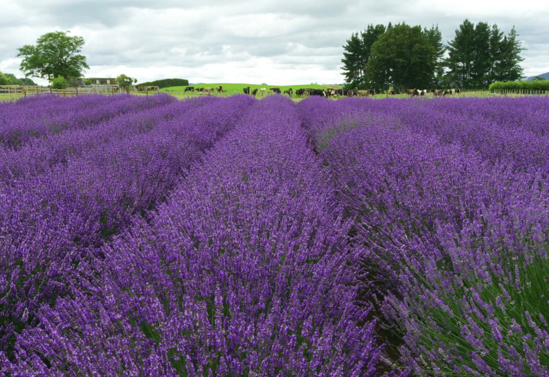 Isparta Lavender Fields & Photography Tour