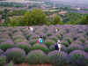 Isparta Lavender Fields & Photography Tour