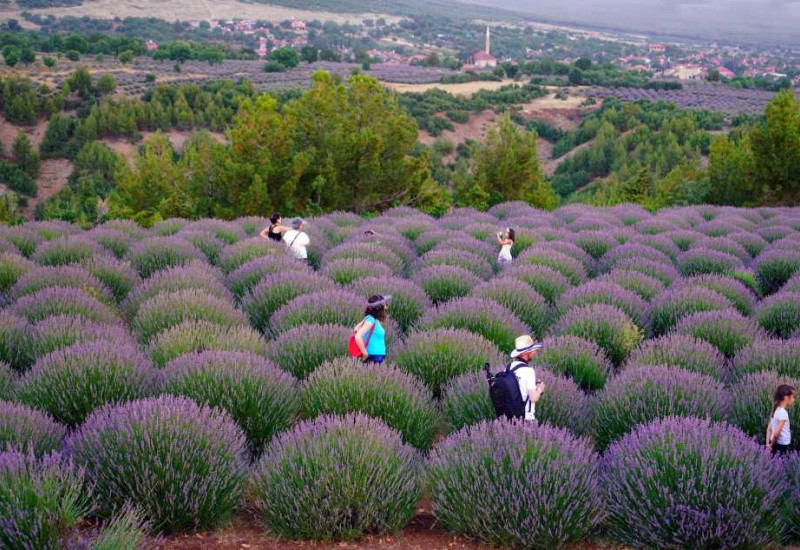 Isparta Lavender Fields & Photography Tour
