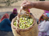 1 Night 2 Days Ayvalik, Cunda & Olive Oil Experience 1 Night 2 Days Ayvalik, Cunda & Olive Oil Experience