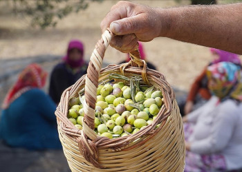 1 Night 2 Days Ayvalik, Cunda & Olive Oil Experience