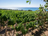 2 Nights 3 Days Thrace Wine Route & Wine Tasting Tour 2 Nights 3 Days Thrace Wine Route & Wine Tasting Tour
