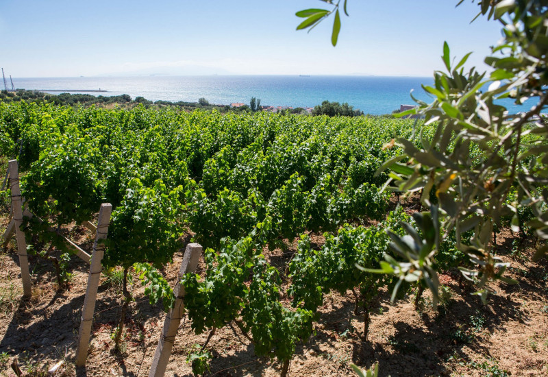 2 Nights 3 Days Thrace Wine Route & Wine Tasting Tour 2 Nights 3 Days Thrace Wine Route & Wine Tasting Tour