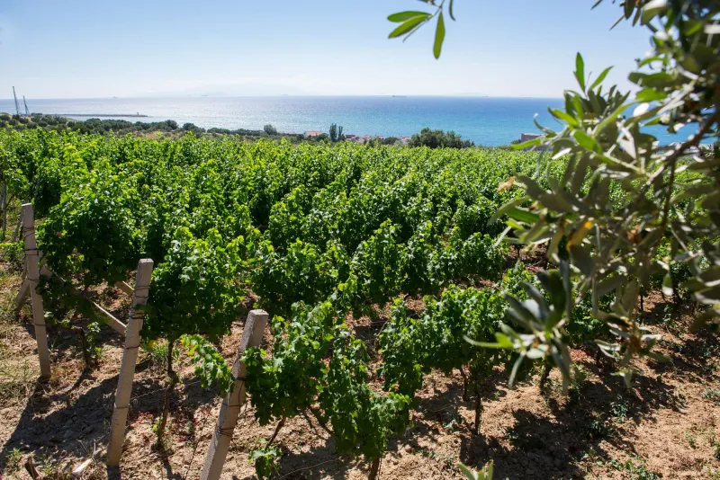 2 Nights 3 Days Thrace Wine Route & Wine Tasting Tour 4