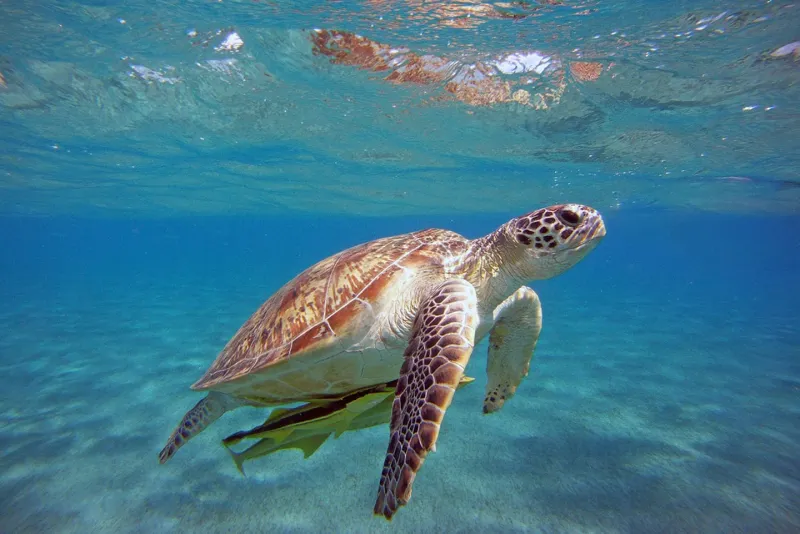 Dalyan Caretta Caretta Tour