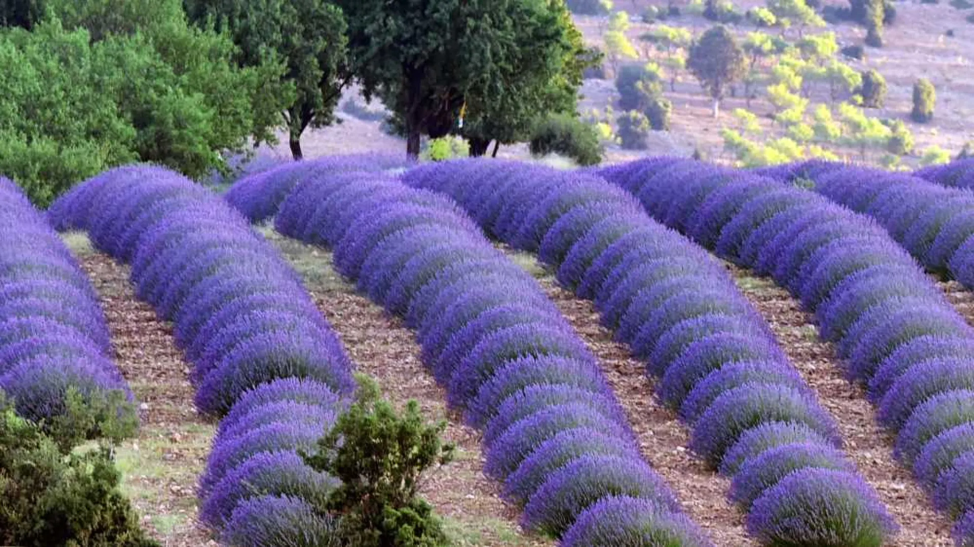 Isparta Lavender Fields & Photography Tour