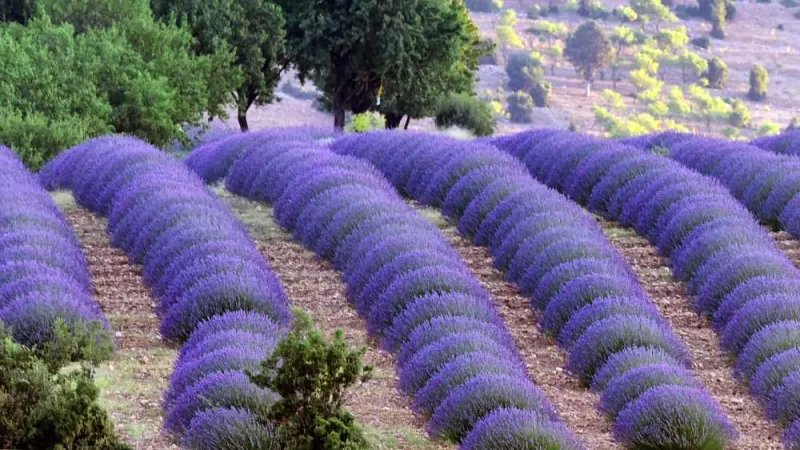 Isparta Lavender Fields & Photography Tour