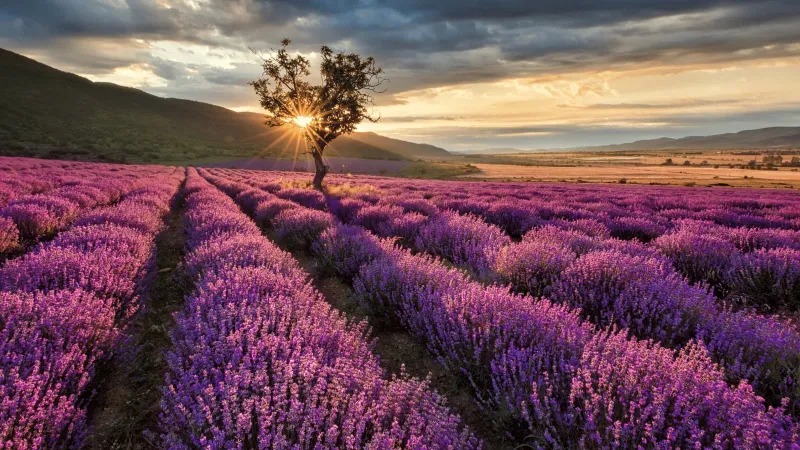 Isparta Lavender Fields & Photography Tour 2