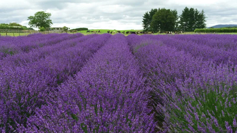 Isparta Lavender Fields & Photography Tour 3